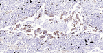 STING Antibody in Immunohistochemistry (Paraffin) (IHC (P))