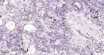 STING Antibody in Immunohistochemistry (Paraffin) (IHC (P))