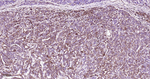 STING Antibody in Immunohistochemistry (Paraffin) (IHC (P))