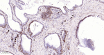 STING Antibody in Immunohistochemistry (Paraffin) (IHC (P))