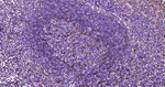 STING Antibody in Immunohistochemistry (Paraffin) (IHC (P))