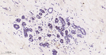 SOX10 Antibody in Immunohistochemistry (Paraffin) (IHC (P))