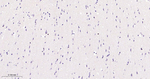 SOX10 Recombinant Rabbit Monoclonal Antibody (E7C5)