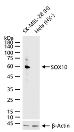 SOX10 Antibody in Western Blot (WB)