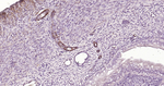 Caldesmon Monoclonal Antibody (E12E3)