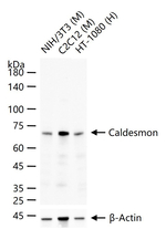 Caldesmon Antibody in Western Blot (WB)