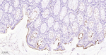 CD66a Antibody in Immunohistochemistry (Paraffin) (IHC (P))