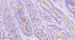 CD66a Antibody in Immunohistochemistry (Paraffin) (IHC (P))
