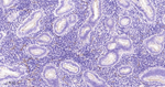 CD66a Antibody in Immunohistochemistry (Paraffin) (IHC (P))