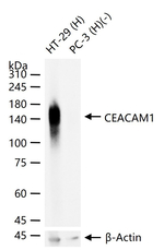 CD66a Antibody in Western Blot (WB)