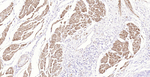 Pan Actin Recombinant Rabbit Monoclonal Antibody (F3C6)