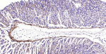 Pan Actin Antibody in Immunohistochemistry (Paraffin) (IHC (P))