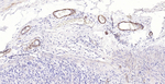 Pan Actin Antibody in Immunohistochemistry (Paraffin) (IHC (P))