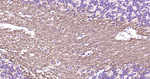 CNPase Antibody in Immunohistochemistry (Paraffin) (IHC (P))