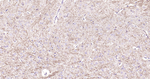 CNPase Antibody in Immunohistochemistry (Paraffin) (IHC (P))