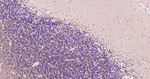 CNPase Antibody in Immunohistochemistry (Paraffin) (IHC (P))