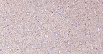 CNPase Antibody in Immunohistochemistry (Paraffin) (IHC (P))