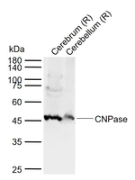 CNPase Antibody in Western Blot (WB)