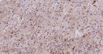 SCGN Antibody in Immunohistochemistry (Paraffin) (IHC (P))