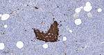 SCGN Antibody in Immunohistochemistry (Paraffin) (IHC (P))