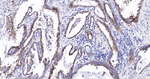 SCGN Recombinant Rabbit Monoclonal Antibody (H3A1)