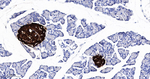 SCGN Antibody in Immunohistochemistry (Paraffin) (IHC (P))