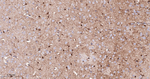 SCGN Antibody in Immunohistochemistry (Paraffin) (IHC (P))
