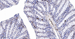 SCGN Antibody in Immunohistochemistry (Paraffin) (IHC (P))