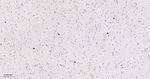SCGN Antibody in Immunohistochemistry (Paraffin) (IHC (P))
