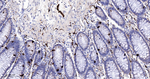 SCGN Antibody in Immunohistochemistry (Paraffin) (IHC (P))