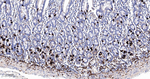 SCGN Antibody in Immunohistochemistry (Paraffin) (IHC (P))