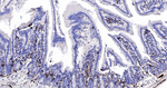 SCGN Antibody in Immunohistochemistry (Paraffin) (IHC (P))