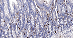 SCGN Antibody in Immunohistochemistry (Paraffin) (IHC (P))