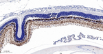 SCGN Antibody in Immunohistochemistry (Paraffin) (IHC (P))