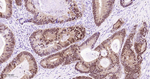 S100P Antibody in Immunohistochemistry (Paraffin) (IHC (P))