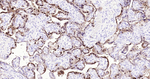 S100P Antibody in Immunohistochemistry (Paraffin) (IHC (P))
