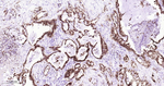 S100P Antibody in Immunohistochemistry (Paraffin) (IHC (P))