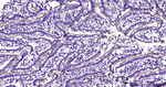 CD13 Antibody in Immunohistochemistry (Paraffin) (IHC (P))