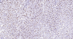 CD13 Antibody in Immunohistochemistry (Paraffin) (IHC (P))