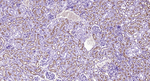 CD13 Antibody in Immunohistochemistry (Paraffin) (IHC (P))