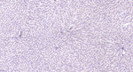 CD13 Antibody in Immunohistochemistry (Paraffin) (IHC (P))