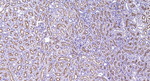 CD13 Antibody in Immunohistochemistry (Paraffin) (IHC (P))