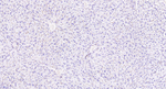 CD13 Recombinant Rabbit Monoclonal Antibody (C4F12)