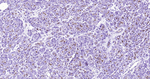 CD13 Antibody in Immunohistochemistry (Paraffin) (IHC (P))