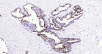 CD13 Antibody in Immunohistochemistry (Paraffin) (IHC (P))