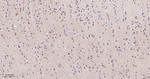 HIP Antibody in Immunohistochemistry (Paraffin) (IHC (P))