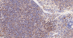 HIP Antibody in Immunohistochemistry (Paraffin) (IHC (P))