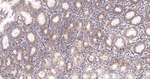 HIP Antibody in Immunohistochemistry (Paraffin) (IHC (P))