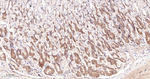 HIP Antibody in Immunohistochemistry (Paraffin) (IHC (P))