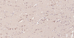 MFN1 Antibody in Immunohistochemistry (Paraffin) (IHC (P))